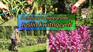 3 minuty o pielęgnacji roślin kwitnących [upl. by Aztin]