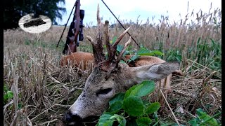 Special roebuck hunting in July 2024 [upl. by Laurence]