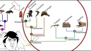 ¿Por qué los Reptiles ya NO SON Reptiles [upl. by Enoitna]