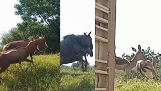 BLESBOK BLUE WILDEBEEST IMPALA OFFLOAD [upl. by Leeth337]