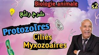 Biologie Animale en Arabe les protozoaires les Ciliés et les Myxozoaires en Arabe SVI S2 [upl. by Rosamond]