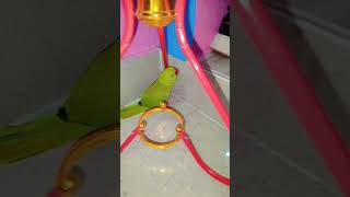 mitthu cuteeparroting parrot parrottalking [upl. by Yleek]