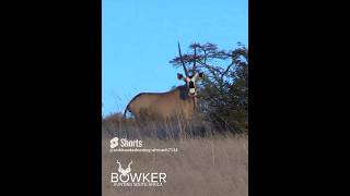 The Thrilling Gemsbok Hunt A Dream Come True in Africa [upl. by Narba]