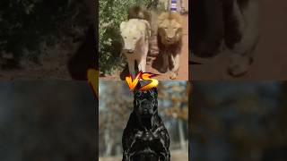 lion VS cane corco VS Pitbull WOW [upl. by Mordecai]