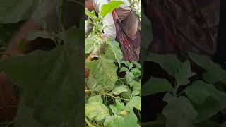 Modern Greenhouse Agriculture Technology brinjal shorts hunzatv [upl. by Ecinreb]