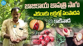 జాజికాయ జాపత్రి సాగు Nutmeg Cultivation In Kakinada  Nutmeg Cultivation Telugu  I Dream [upl. by Forland]