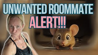 Mice Invading Your RV Here’s How to Kick Them Out [upl. by Aihsenad]