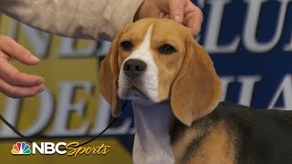 National Dog Show 2023 Hound Group Full Judging  NBC Sports [upl. by Maurie]