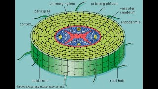 Vascular Cambium  Angiosperms [upl. by Ettener]