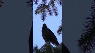 The blackbird Turdus merula sings as he stretches his amps [upl. by Novek]