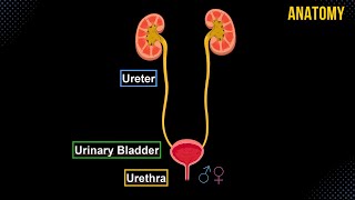 Ureter Urinary Bladder amp Urethra Structures amp Walls  Urinary System Anatomy [upl. by Enoyrt]