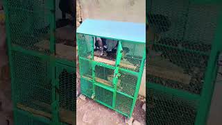 Sare kabutar Uda Diya petvlogger vlog pigeon birds minivlog funny petlover kabutar shorts [upl. by Nylyaj]