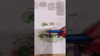 Light reaction of photosynthesis biologypoli11 biologygrade11 [upl. by Leahcimauhsoj]