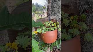 Macetas de barro perfectas para que mantenga tu planta hermosa plantas riego jardin [upl. by Ahsieyn]