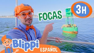 Blippi encuentra focas en el mar🦭🌊 Blippi Español  Videos educativos para niños Aprende y Juega [upl. by Aehsrop115]