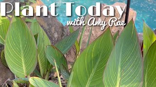 Signs of Plant Life after WinterBougainvillea Hibiscus Banana Cannas Colocasia Angel Trumpet [upl. by Adnawad]