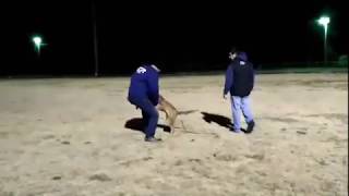 Malinois protection training [upl. by Dorraj]