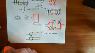 The Cell Cycle  The G2  M Checkpoint Part 4 [upl. by Easton]