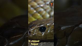 Der Inland Taipan  Die 7 Tödlichsten Schlangen TödlichsteSchlangen shorts nature tierwelt [upl. by Sarad]