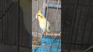 Birds chirruping sound birdlovers humming cockatiel birds trending viralshorts pet pets [upl. by Noizneb]