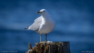 Ringbilled Gull 4K [upl. by Naldo83]