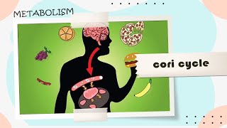 12 cori cycle amp glucose alanine cycle [upl. by Selec]