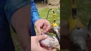 Rite Farm Drill Poultry Plucker Review Plucking Coturnix Quail [upl. by Adnima]