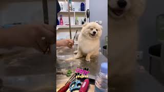 Funny Dog Videos That Will Make You Laugh Out Loud shorts dog dogs doglover dogvideo funny [upl. by Inwat]