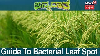 ಅನ್ನದಾತ  Control Measures Of Bacterial Leaf Spot  Oct 21 2018 [upl. by Selhorst304]