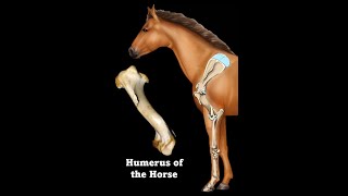 Humerus of the Horse [upl. by Euseibbob950]