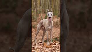 The Most Beautiful Whippet dog dogtraining [upl. by Arorua42]