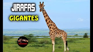 LAS JIRAFAS MAS GRANDES DEL MUNDO – Jirafas gigantes [upl. by Nemajneb]