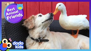 85 Minutes Of Animals Who Are Absolutely Obsessed With Each Other  Animal Videos  Dodo Kids [upl. by Felicio313]