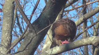 A Hawk Eats a Bird [upl. by Aramot]