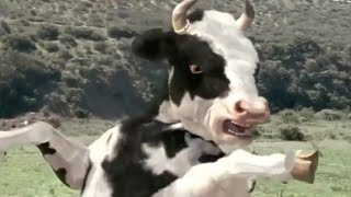 Ya lili Ya lila  Elili elila  Yalili Remix  Arabic Remix  lai lai lai kungfu Cow funny fight 2 [upl. by Erreid]