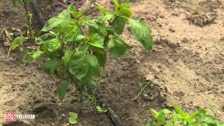 Bacterial Disease on Peppers [upl. by Anaya]