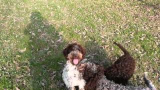 Lagotto Romagnolo puppies [upl. by Namqul]