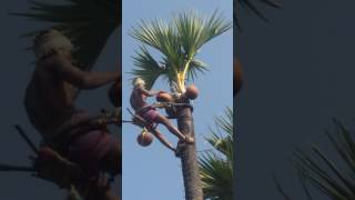 How to collect fresh palm wine liquor  neera tathi kallu from palm tree [upl. by Bashee]