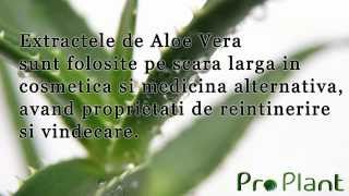 Detoxifiere si slabire cu Aloe Vera [upl. by Lisha]