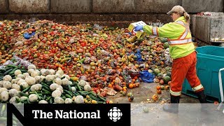 Canadians get creative in solving food waste problem [upl. by Appolonia718]