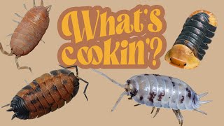 Feeding Isopods  What Should You Be Feeding Them [upl. by Feledy]