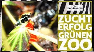 Zoo Wuppertal MANTELLAS in neuen Anlagen  zoosmedia [upl. by Akienahs278]