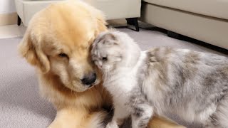 Kitten Expresses Love to Golden Retriever Like Crazy [upl. by Celisse362]