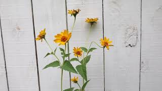 Heliopsis helianthoides  False Sunflower  Ox eye Daisy  Mock Sunflower [upl. by Augusta]