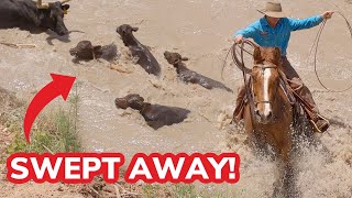 Herding Cattle across a FLOODED River GONE WRONG [upl. by Cassil]