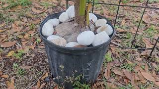 acrocomia aculeata coconuts and seeds Im germinating [upl. by Moskow]