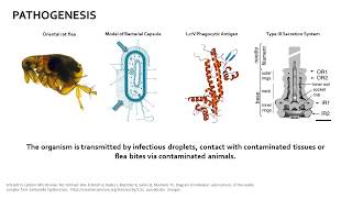 Yersinia pestis [upl. by Lita]