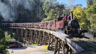 Puffing Billy Monday 12 August 2024 [upl. by Adnilav]