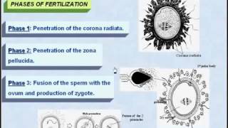 12 General Embryology Fertilization [upl. by Durnan299]