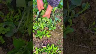 Cut broad bean leaves to survive the wintersatisfyingpicking farming vegetableagriculture [upl. by Aitnohs]